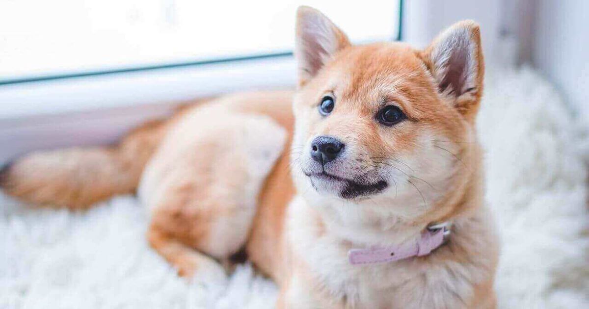Technician treating pet odor in apartment carpet during turnover in Indianapolis